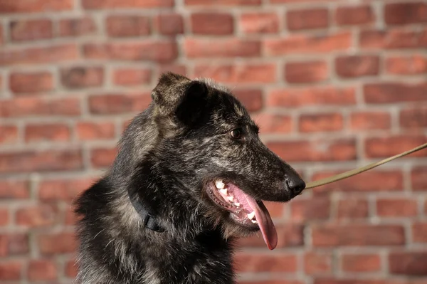 Half-breed dog in front of a brick wall — Stock Photo, Image