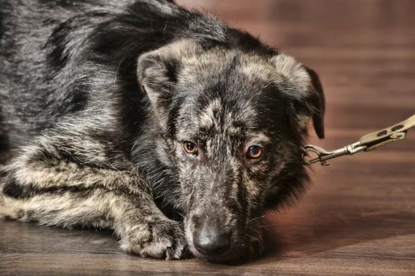 Mischlingshund vor einer Ziegelwand — Stockfoto