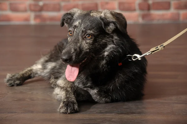 Half-breed dog in front of a brick wall — Stock Photo, Image