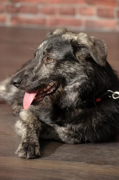 Half-breed dog in front of a brick wall — Stock Photo, Image