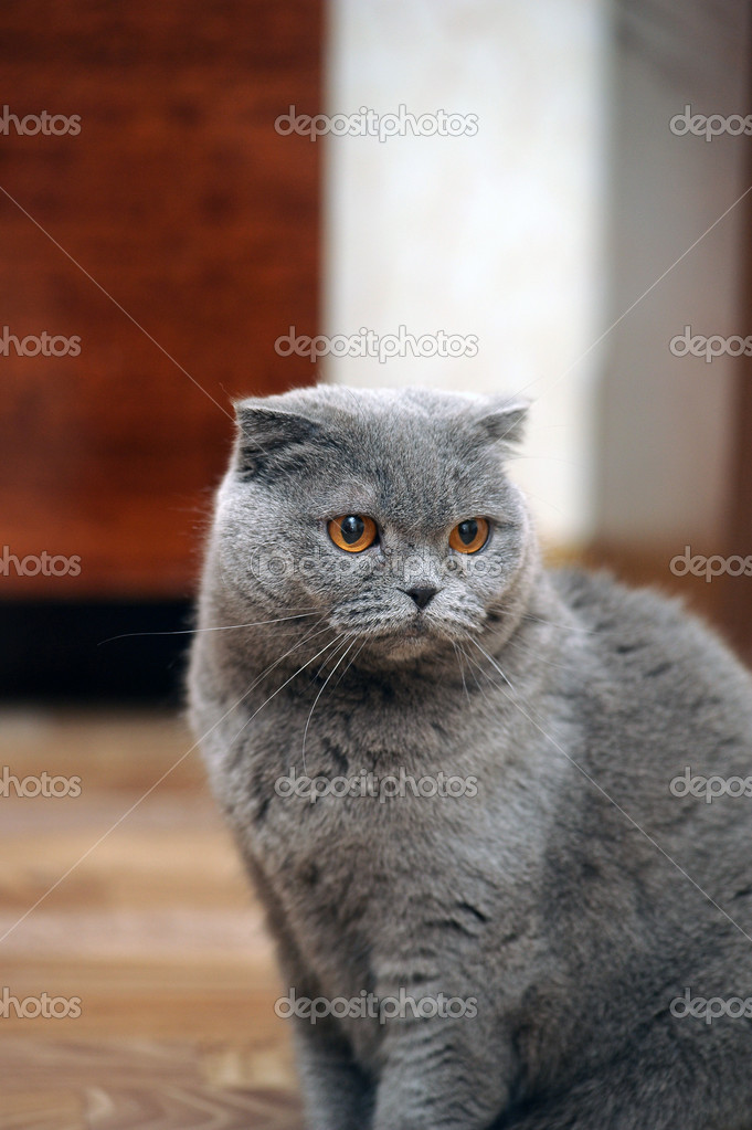 スコティッシュフォールド猫グレー \u2014 ストック写真 © evdoha