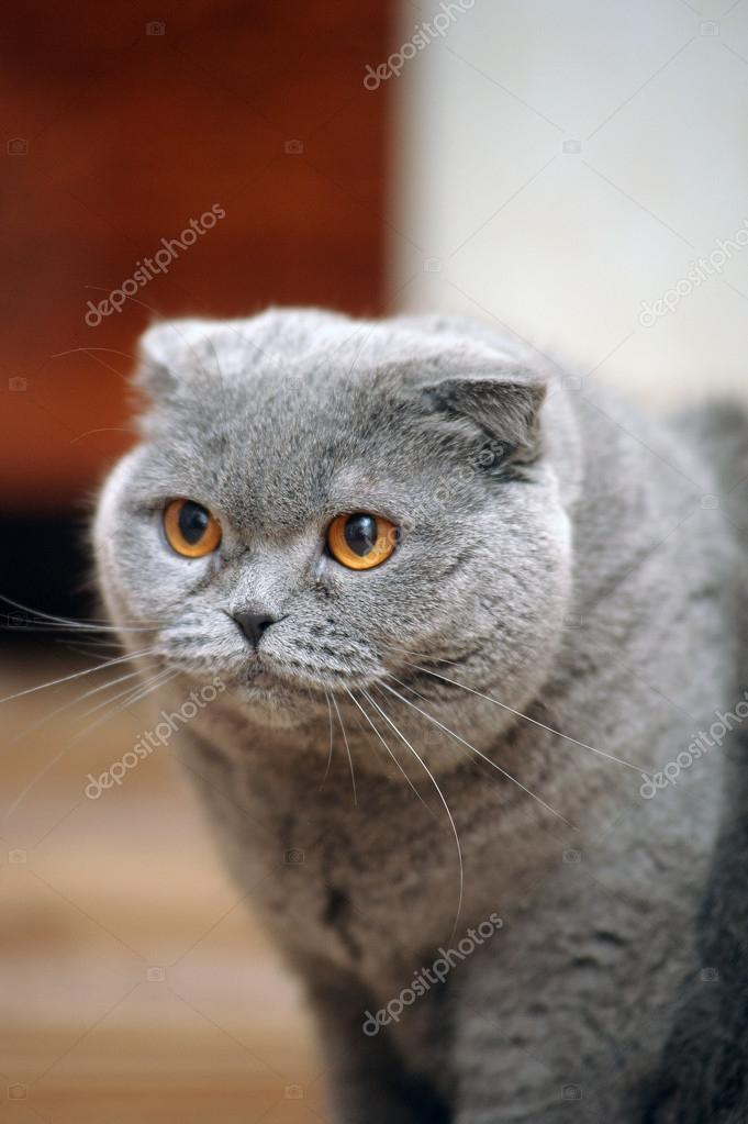 スコティッシュフォールド猫グレー \u2014 ストック写真 © evdoha