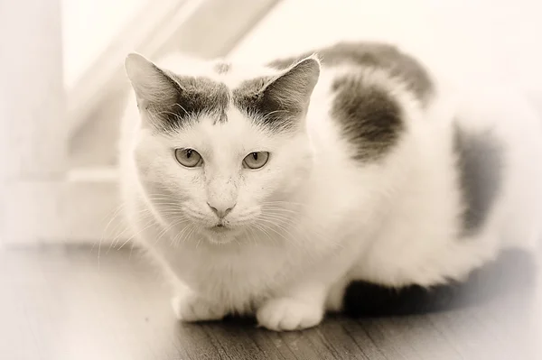 Білий кіт з чорними плямами — стокове фото