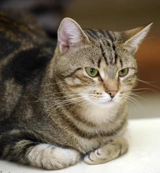 CLOSE-UP OF EUROPEAN SHORTHAIR CAT — Stock Photo, Image