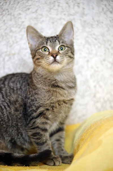 Striped kitten — Stock Photo, Image