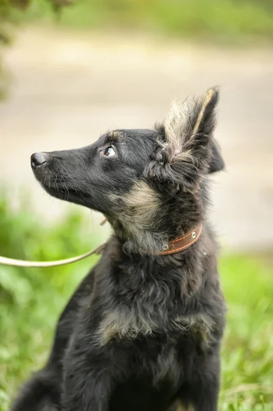 Half-breed puppy — Stock Photo, Image