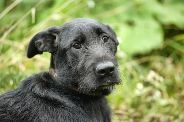 Black mongrel dog — Stock Photo, Image