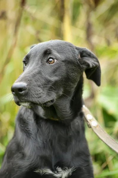 黒の雑種犬 — ストック写真