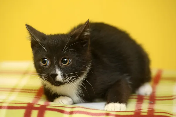 Black and white kitten — Stock Photo, Image