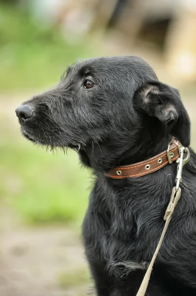 Cão rafeiro preto — Fotografia de Stock