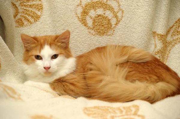 Ginger and white cat — Stock Photo, Image