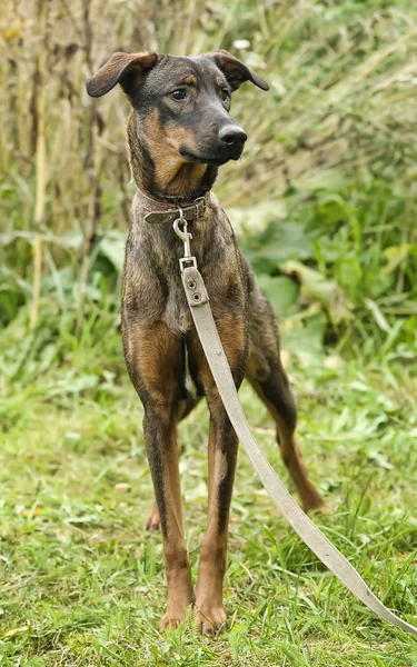 Half-breed puppy — Stock Photo, Image