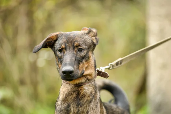 Melez köpek yavrusu — Stok fotoğraf