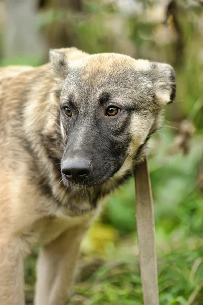 Half-breed puppy — Stock Photo, Image