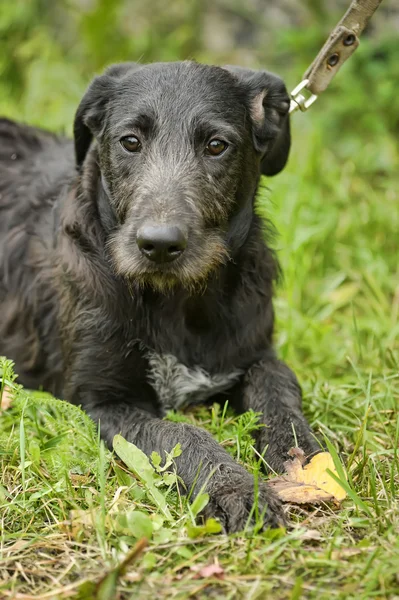 Cane canaglia nero — Foto Stock