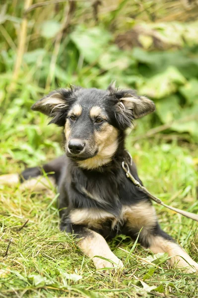 Half-breed puppy — Stock Photo, Image