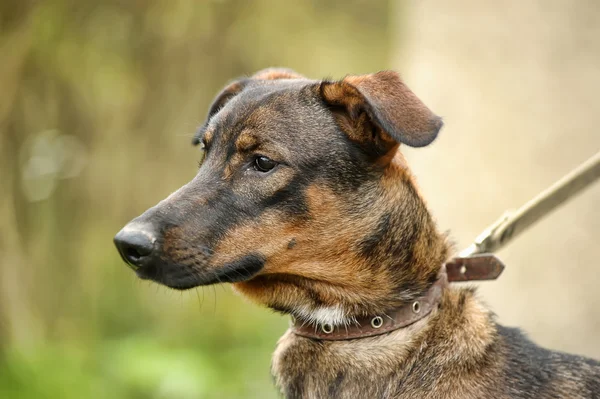 Cãozinho mestiço — Fotografia de Stock