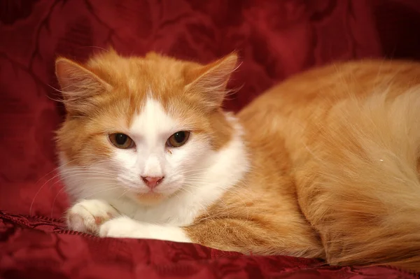 Рыжая и белая кошка — стоковое фото