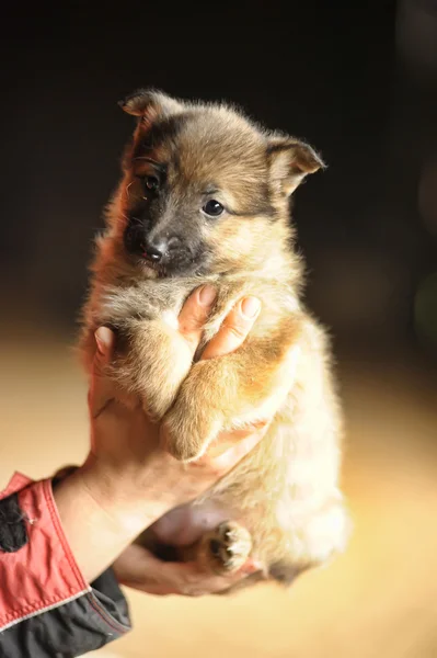 Cachorro en las manos — Foto de Stock