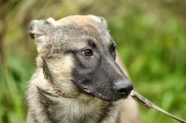 Half-breed puppy — Stock Photo, Image