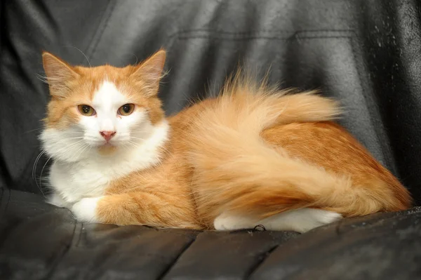 Ginger and white cat — Stock Photo, Image