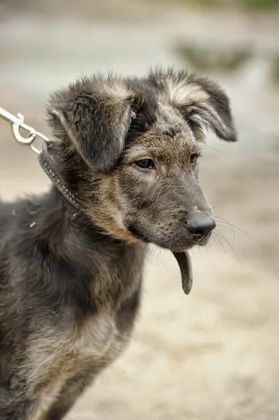 Half-breed puppy — Stock Photo, Image