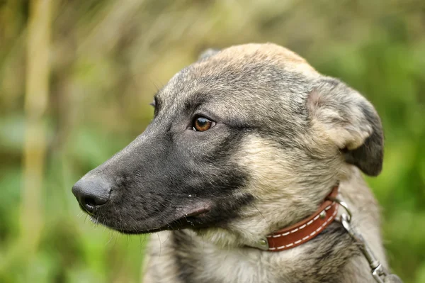 混血の子犬 — ストック写真