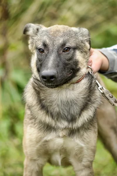 Half-breed puppy — Stock Photo, Image