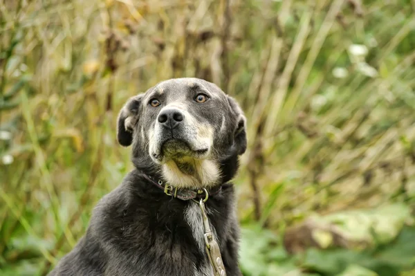 Cãozinho mestiço — Fotografia de Stock