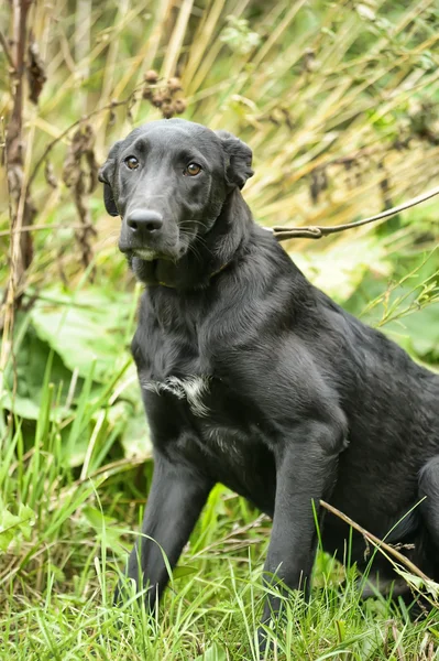 Half-breed puppy — Stock Photo, Image