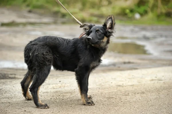 Melez köpek yavrusu — Stok fotoğraf