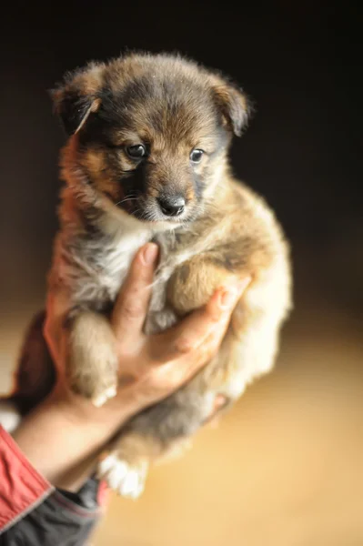 Cachorro en las manos — Foto de Stock