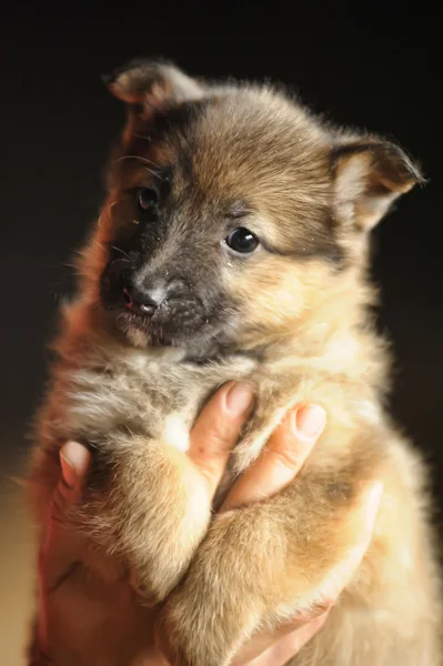 Valp i händerna — Stockfoto