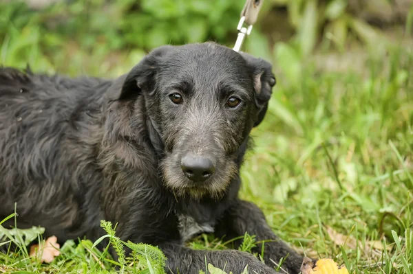 Black mongrel dog — Stock Photo, Image