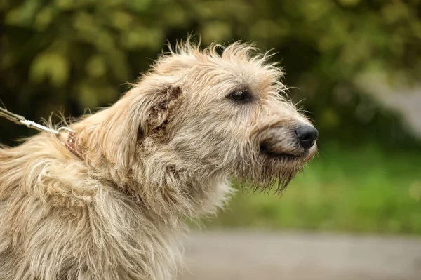 Mongrel dog — Stock Photo, Image