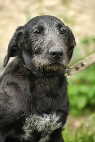 黒の雑種犬 — ストック写真