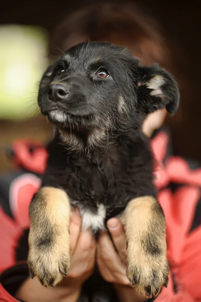 Cachorro en las manos — Foto de Stock