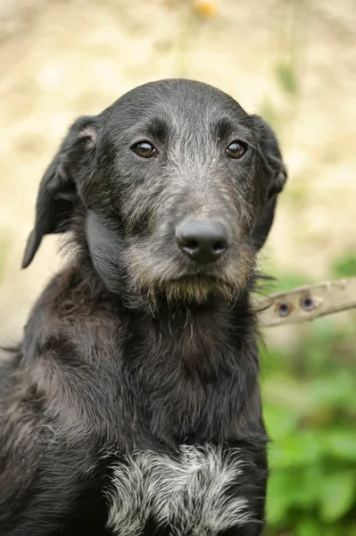 Siyah melez köpek — Stok fotoğraf