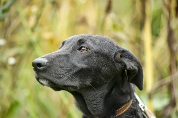 Cão rafeiro preto — Fotografia de Stock