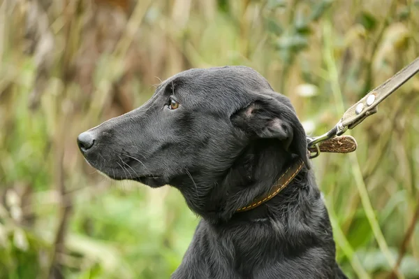 黒の雑種犬 — ストック写真