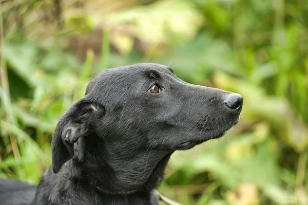 Cão rafeiro preto — Fotografia de Stock