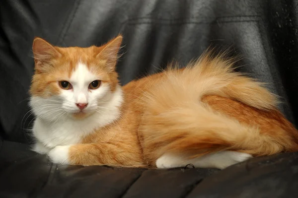 Ginger and white cat — Stock Photo, Image