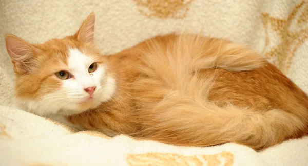 Ginger and white cat — Stock Photo, Image