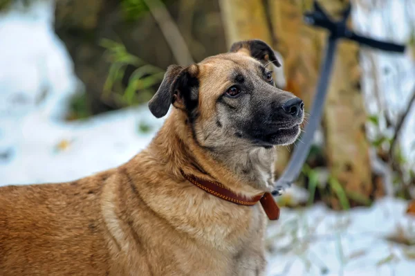 Perro mestizo — Foto de Stock