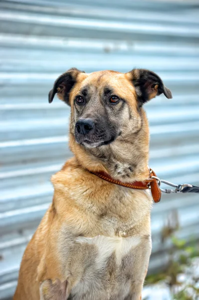 Blandras hund — Stockfoto