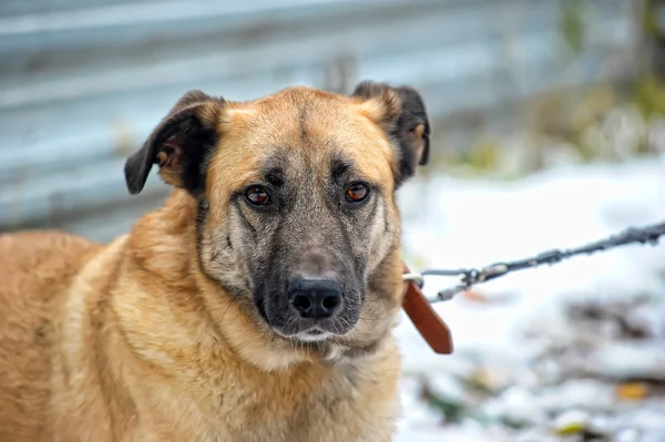 Mongrel dog — Stock Photo, Image