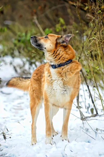 Bastaard hond — Stockfoto