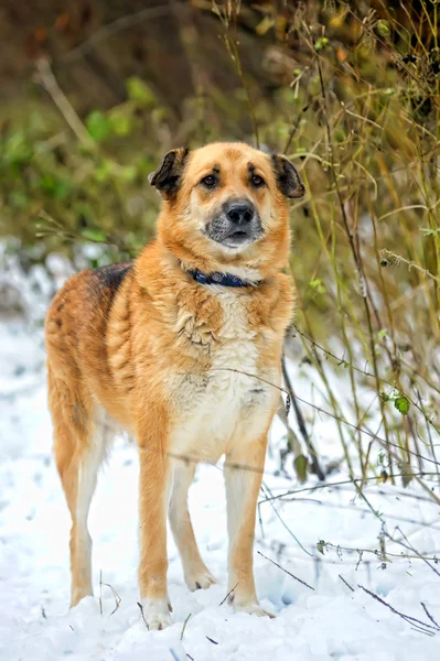 Mongrel dog — Stock Photo, Image