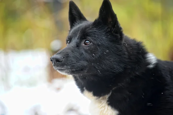 雪の中で黒の雑種犬 — ストック写真