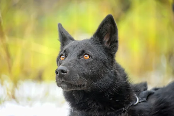 검은 잡종 개 — 스톡 사진